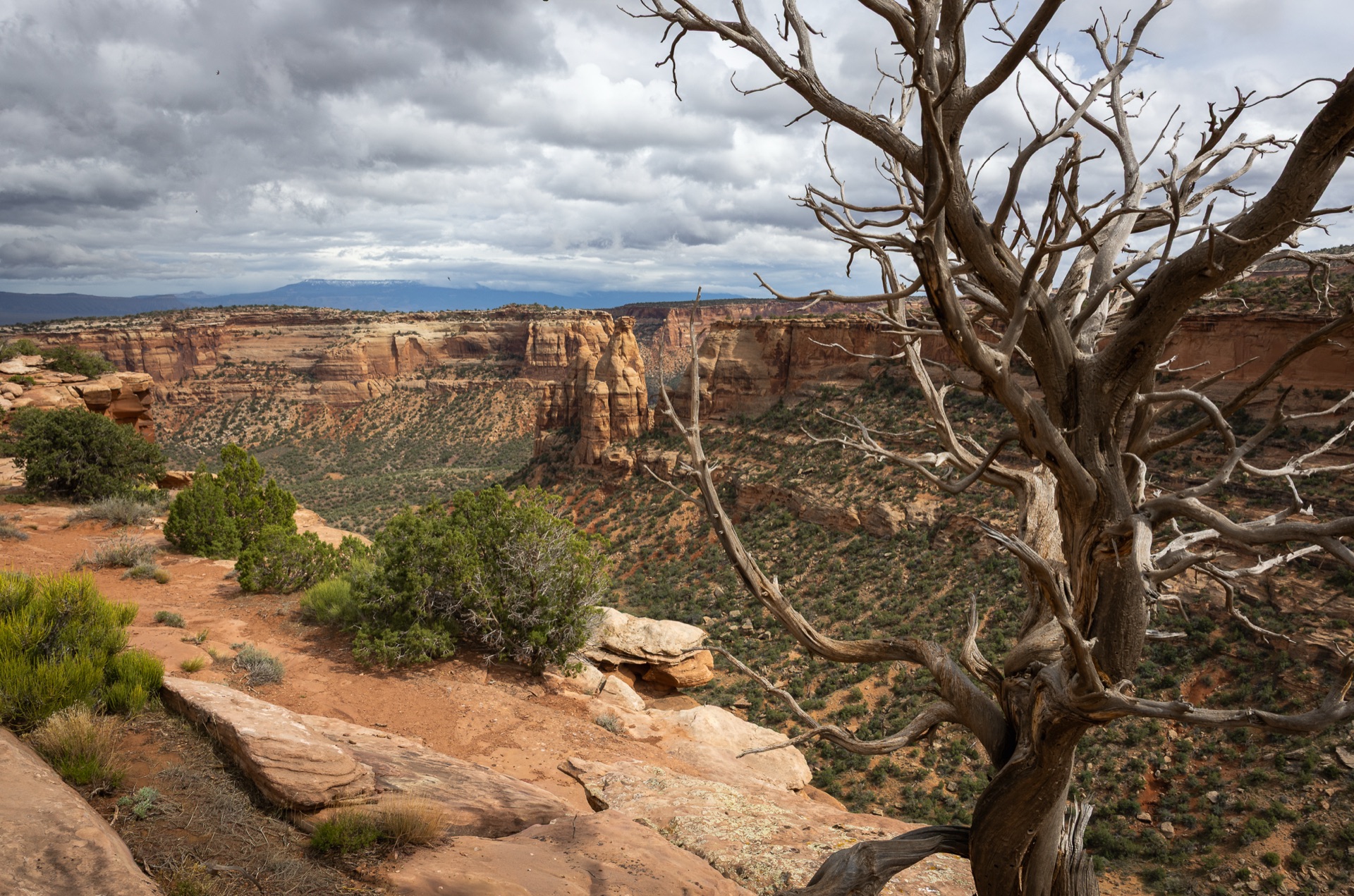 A weathered tree above a high desert canyon under an overcast sky